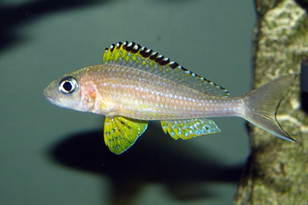 Xenotilapia papilio 'Kanoni'
